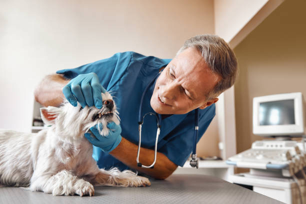Best Urgent Tooth Repair  in Maypearl, TX